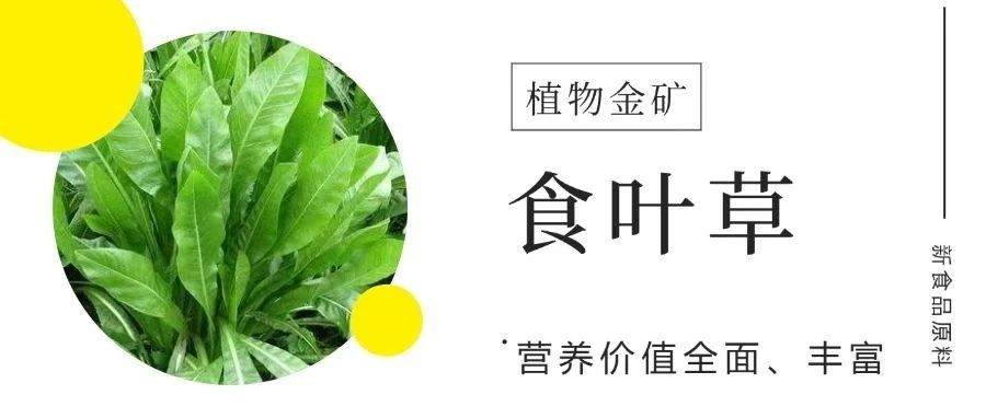 听说过食叶草么？它不仅有降血糖的功效，还有...