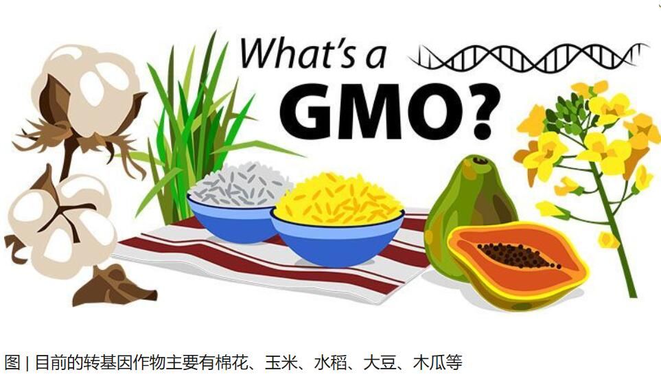 转基因食品：到底是天使还是妖怪？